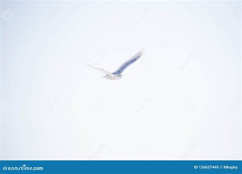 Snowy Owl in Flight, Wingspan Spread, Over Blue Sky Stock Photo - Image ...