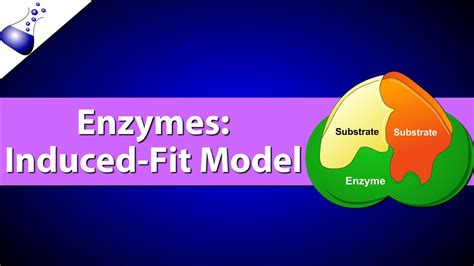 Enzymes: The Induced Fit Model - YouTube