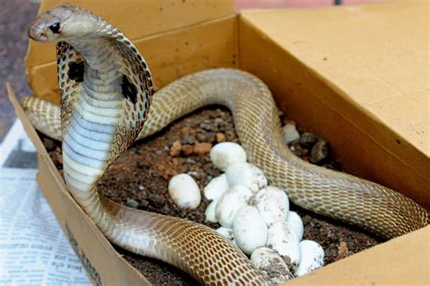 In a first, Indian cobra venom genes decoded - The Samikhsya