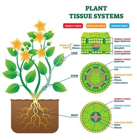 Ground Tissue System In Plants