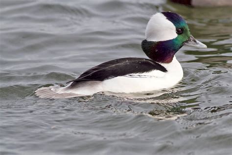 Ann Brokelman Photography: Bufflehead Duck Male and Greater Scaup Female Jan 12, 2013