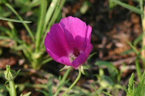 Plant World: Callirhoe involucrata