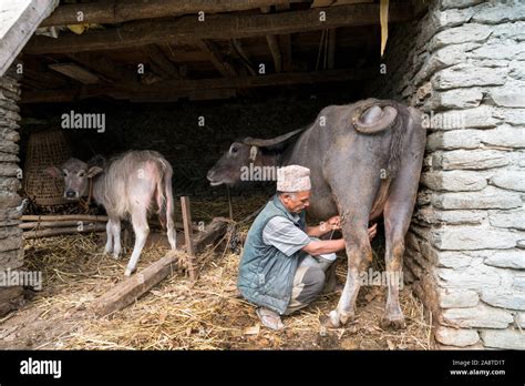 Old man milking a bull hi-res stock photography and images - Alamy