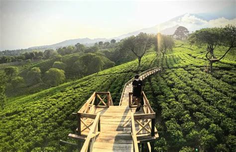 Kebun Teh Wonosari (Malang), Tiket Masuk dan Rute Perjalanan