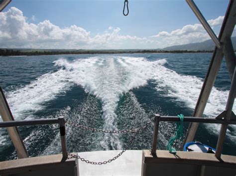 North Shore Shark Adventures - Hawaii Discount