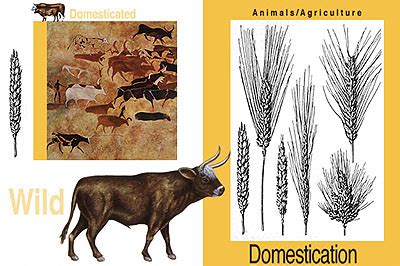 Agricultural Revolution - Domestication