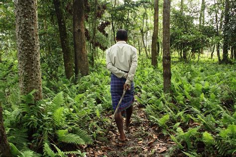 Jadav Payeng, Pria yang Berhasil Sulap Pulau Tandus Menjadi Rumah Harimau dan Gajah