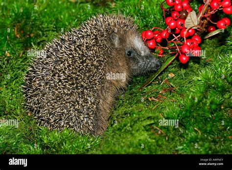 Young hedgehog in autumn (Western Hedgehog) (European Hedgehog Stock Photo - Alamy