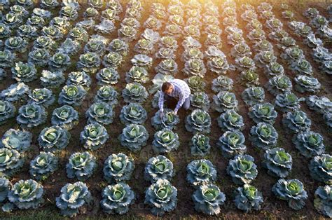 Young farmer harvesting cabbage hand holding green cabbage fresh ...