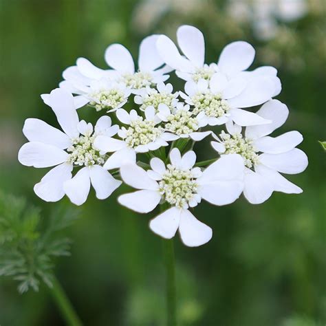 Buy white laceflower Orlaya grandiflora: £5.99 Delivery by Crocus