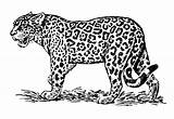 Jaguar Coloring Pages Baby Diego Clip Draw Clipart Step Go Drawing  sketch template
