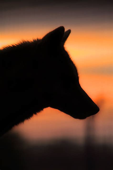 WOLF AT SUNRISE by ScarredWolfphoto.deviantart.com on @deviantART Wolf ...