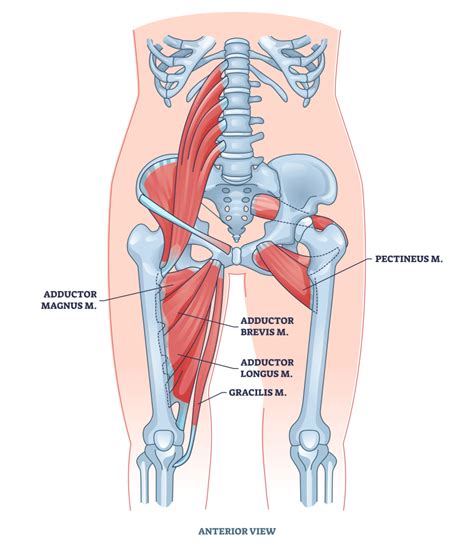 5 Best Adductor Stretches (with Pictures!) - Inspire US