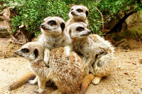 Meerkat Family - Desi Comments