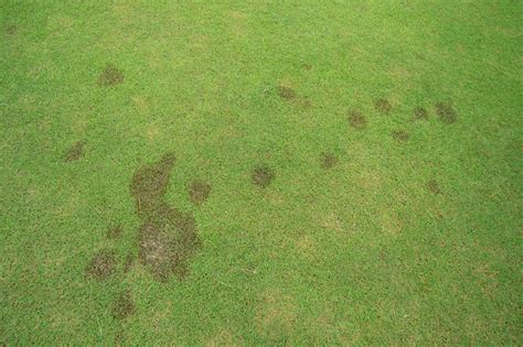 Dog’s footprint and grass susceptibility to this disease | Asian ...