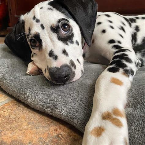 Dalmatians: Get to Know Regal Firehouse Dog - K9 Web