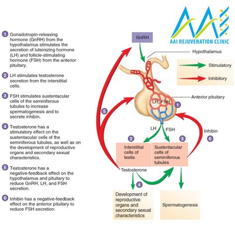 What is Luteinizing Hormone (LH) and Testosterone - AAI Clinic