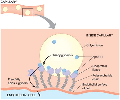 Biochemistry and Molecular Biology: LIPOPROTEIN METABOLISM