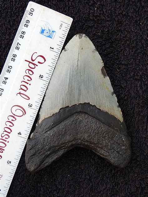 Possible Megalodon Tooth ? - Fossil ID - The Fossil Forum