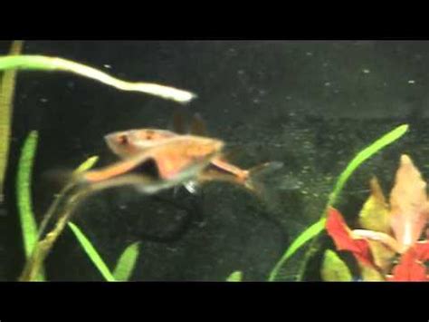 Harlequin Rasbora: Care Guide (with Setup, Diet & Breeding)