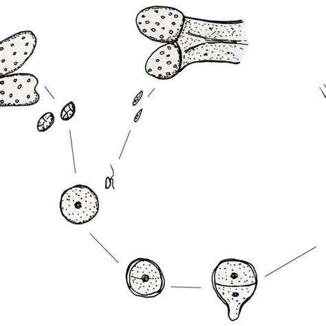 Life history and early reproductive stages in the genus Fucus. The ...