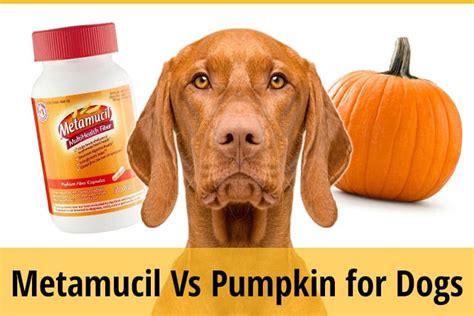 Metamucil Vs Pumpkin For Dogs (Stool, Diarrhea & Constipation) | ZooAwesome