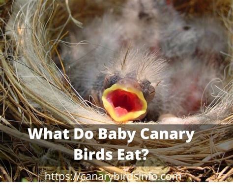 What Do Baby Canary Birds Eat? 6 Food Supplements