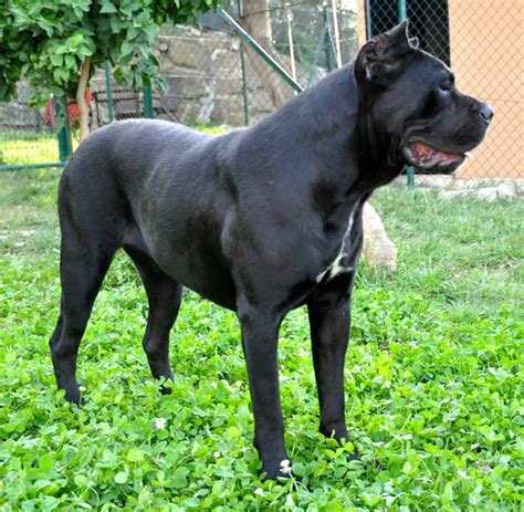 29+ Cane Corso Breeders Ga Picture - Bleumoonproductions