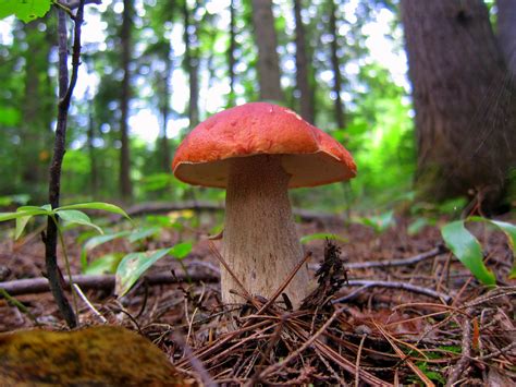 Wild mushroom season arrives with a friendly warning | GoKunming