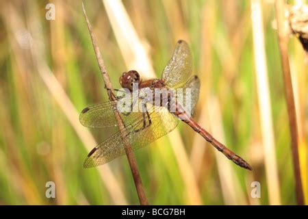 Close-up of dragonfly with mouth open Stock Photo - Alamy