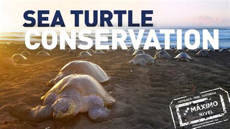 Volunteer in Sea Turtle Conservation | #seaturtles - YouTube