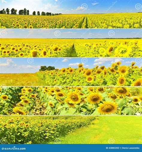 Sunflower fields stock photo. Image of landscape, field - 43883202