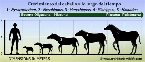 Sabino A. Arias, Médico Veterinario dedicado a Caballos.: ENTENDIENDO A ...