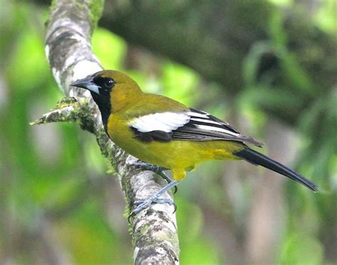 Jamaican Oriole – birdfinding.info