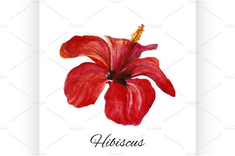 hibiscus. watercolor painting ~ Illustrations ~ Creative Market