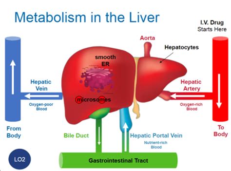 Lecture 4-5: Metabolism, excretion and pharmacokinetic principles ...