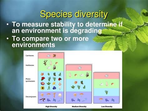 PPT - Biodiversity PowerPoint Presentation, free download - ID:1395884