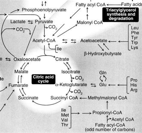 Summary of Lipid Metabolism | Leaders in Pharmaceutical Business ...