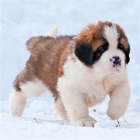 #1 | Saint Bernard Puppies For Sale In Chicago IL