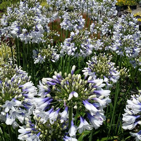 Agapanthus 'Twister' - Lily of the Nile - Mid Valley Trees