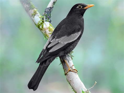 Gray-winged Blackbird - eBird