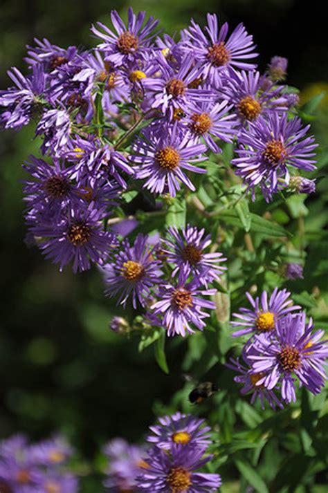 Aster novae angliae New England Aster 1 gallon - Mail Order Natives