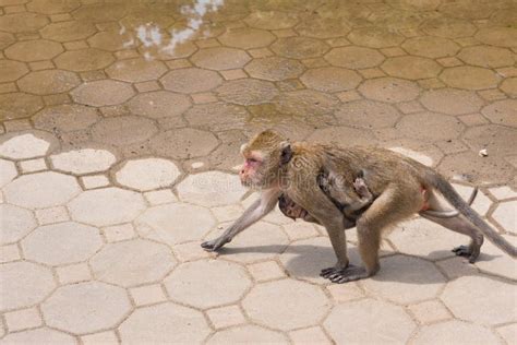 Mother Monkey Hugging Baby Monkey.Thailand. Stock Image - Image of ...