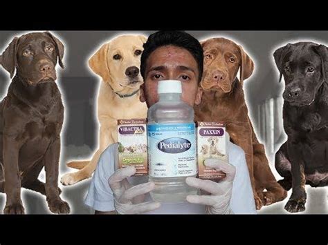 pedialyte for puppies dosage - At The Size Journal Galleria Di Immagini