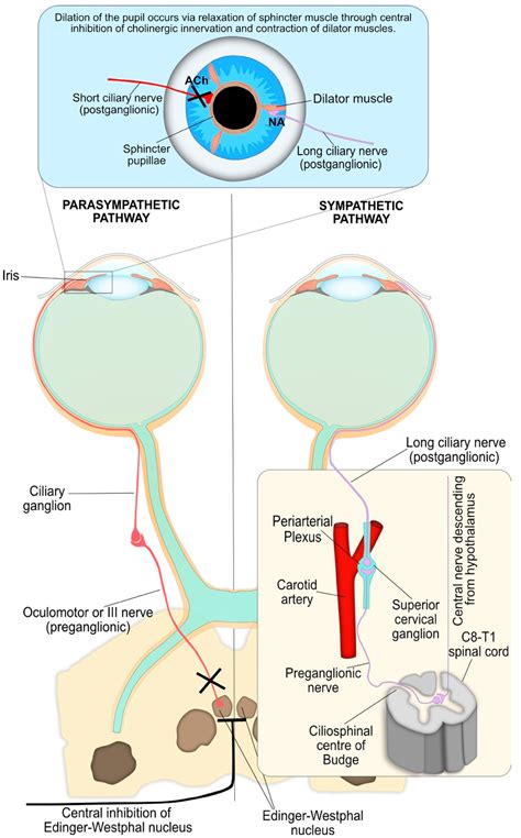 Diagnostics | Free Full-Text | Eyeing up the Future of the Pupillary Light Reflex in ...