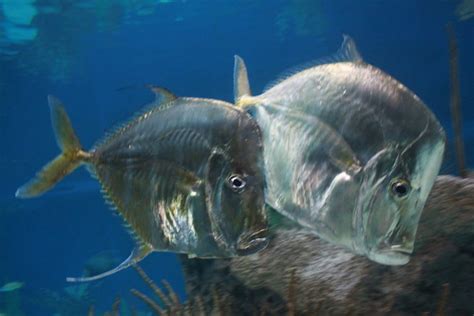Lookdown Fish | Flickr - Photo Sharing!