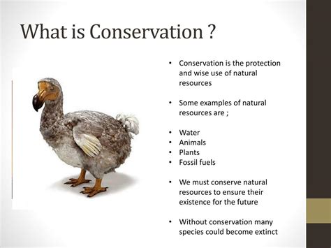 PPT - Falcon Conservation PowerPoint Presentation, free download - ID ...