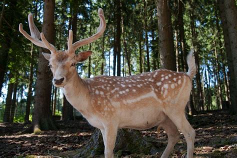 21 Wild Animals in North Korea [Wildlife in North Korea] - Kevmrc