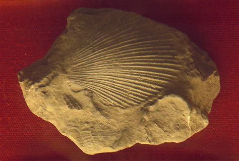 Louisville Fossils and Beyond: Jan 21, 2017