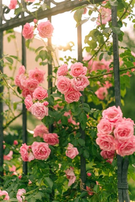 80,000+ Best Flower Desktop Wallpaper Photos · 100% Free Download · Pexels Stock Photos | Rose ...